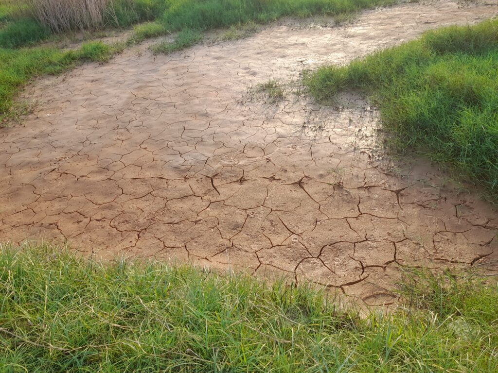 Warga Tasikharjo Tuban Mengeluh, Sawah Petani Tak Lagi Bisa Ditanami Karena Limbah Cucian Pasir Dibuang Sembarangan