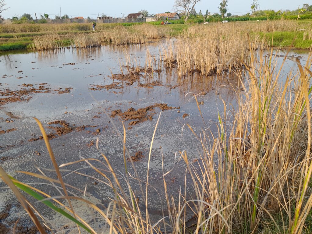 Warga Tasikharjo Tuban Mengeluh, Sawah Petani Tak Lagi Bisa Ditanami Karena Limbah Cucian Pasir Dibuang Sembarangan