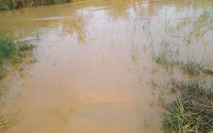 Warga Tasikharjo Tuban Mengeluh, Sawah Petani Tak Lagi Bisa Ditanami Karena Limbah Cucian Pasir Dibuang Sembarangan