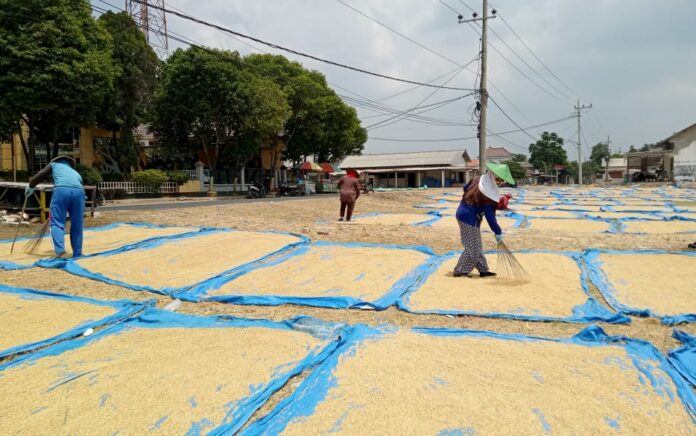 Musim Kemarau Panjang, Harga Gabah Kering Sawah Melambung Tinggi