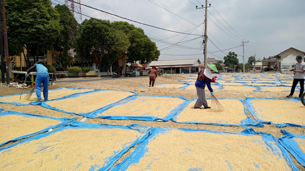 Musim Kemarau Panjang, Harga Gabah Kering Sawah Melambung Tinggi