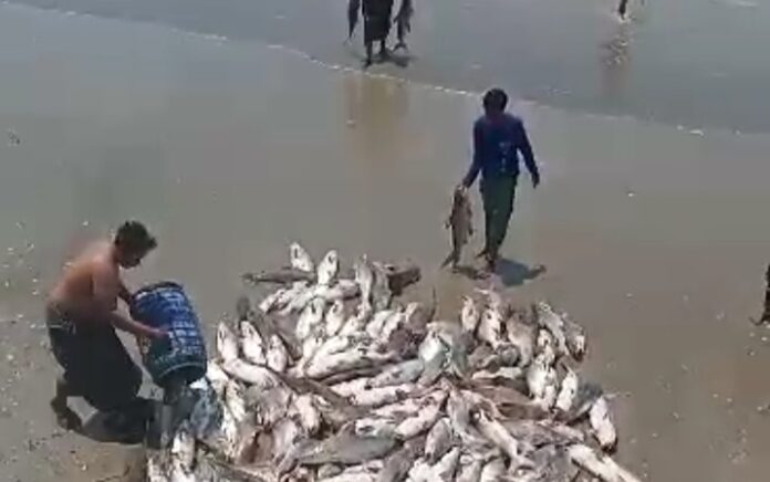 Nelayan di Tuban Viral, Hasil Tangkapan Ikannya Melimpah Ruah