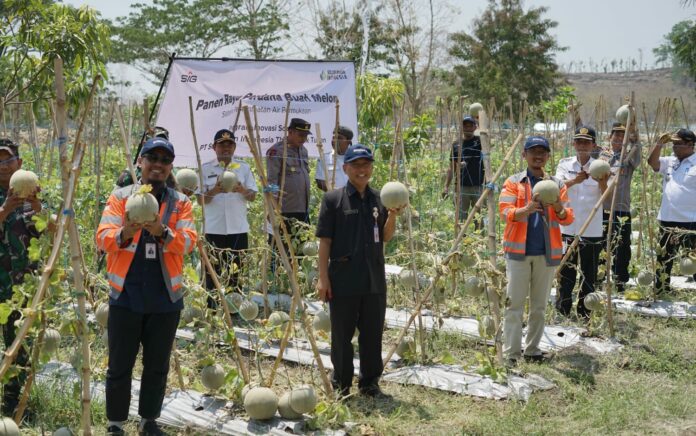 Inovasi Sosial SBI Bantu Petani Mliwang Panen Melon Honeydew