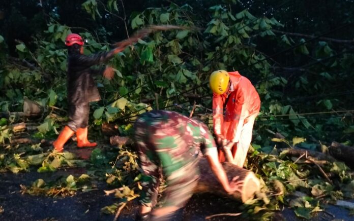 Pohon Berusia Ratusan Tahun Tumbang, Anggota Kodim 0811/Tuban Turun Tangan