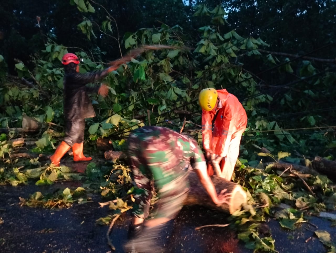 Pohon Berusia Ratusan Tahun Tumbang, Anggota Kodim 0811/Tuban Turun Tangan