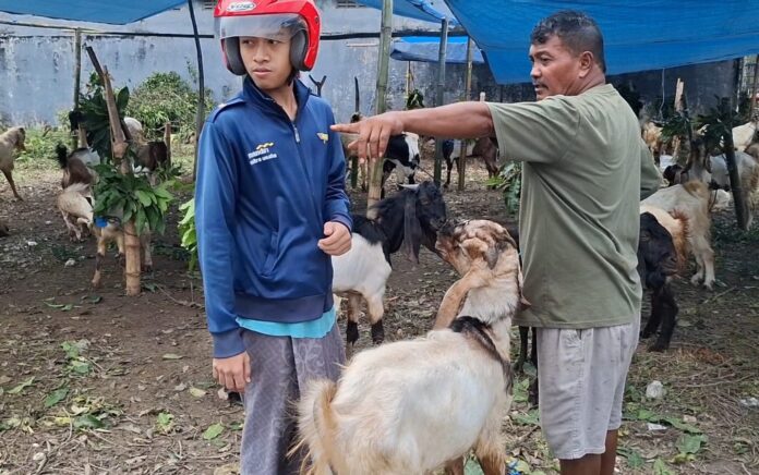 Jelang Idul Adha, Peternak Kambing di Tuban Kebanjiran Pesanan