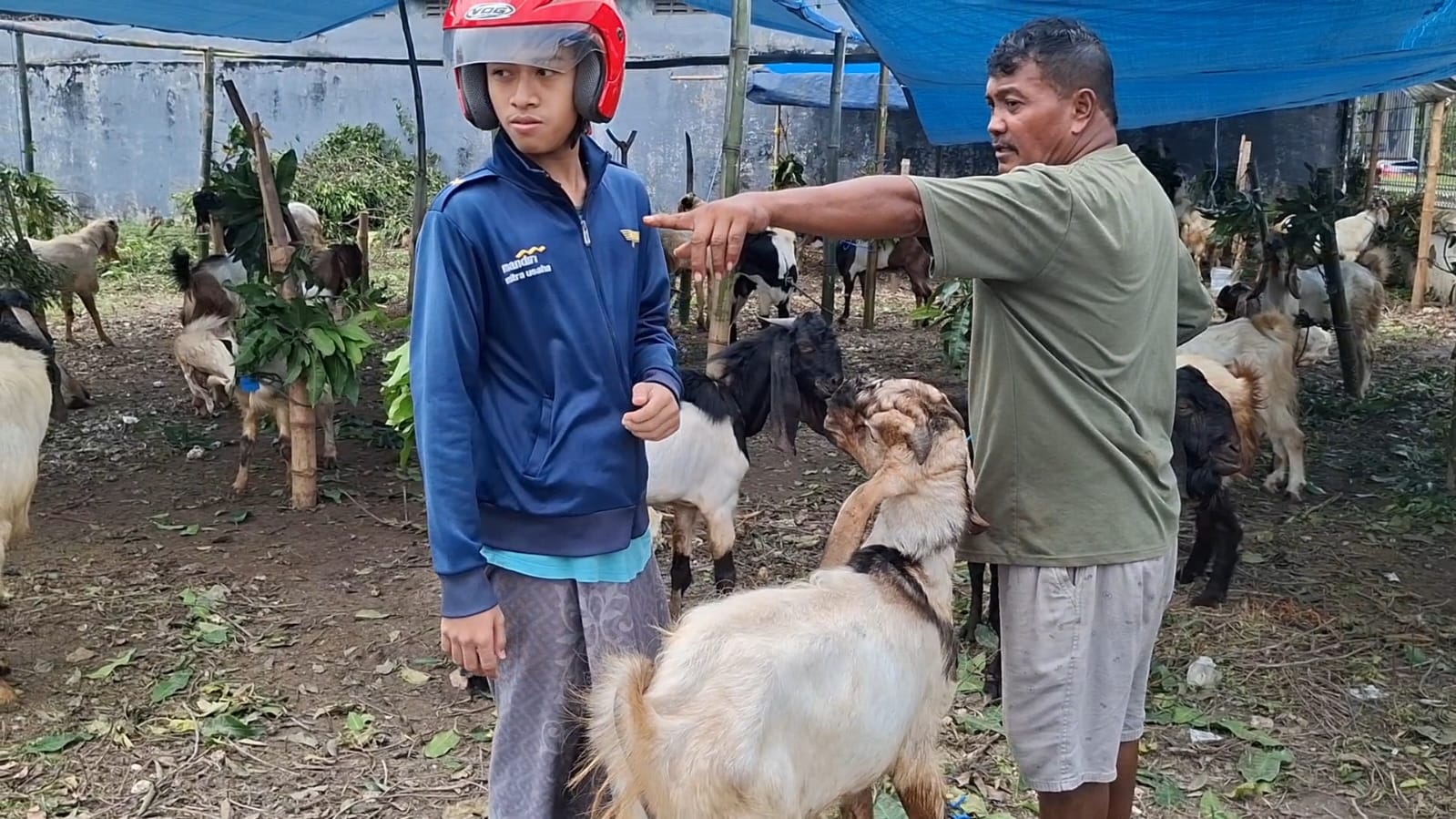 Jelang Idul Adha, Peternak Kambing di Tuban Kebanjiran Pesanan