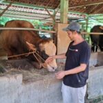 Presiden Prabowo Beli Sapi Milik Warga Tuban dengan Bobot 900 Kg