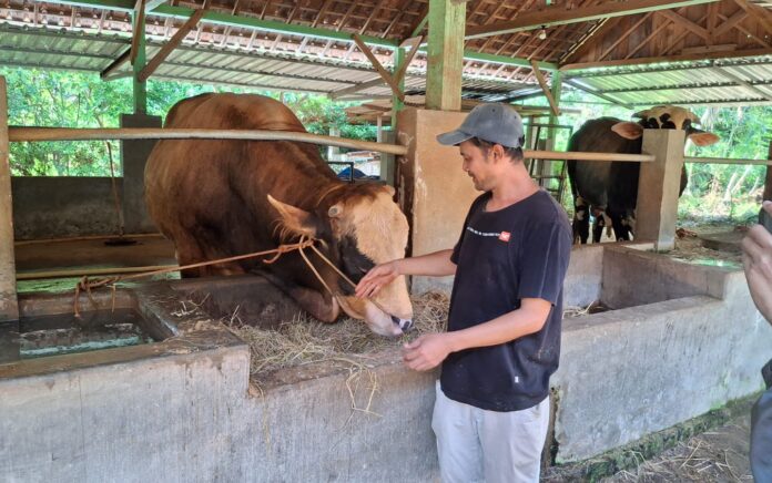 Presiden Prabowo Beli Sapi Milik Warga Tuban dengan Bobot 900 Kg