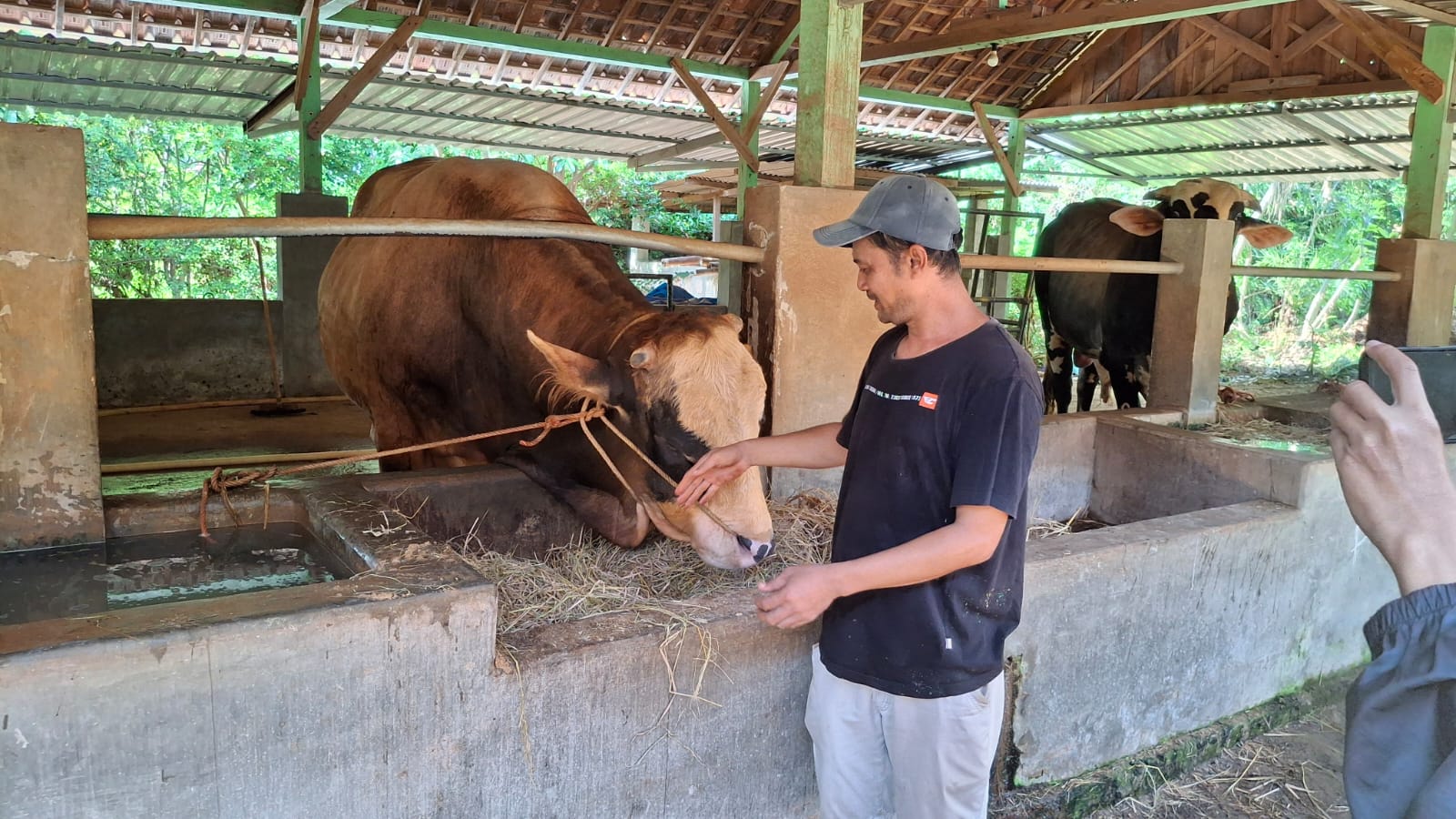 Presiden Prabowo Beli Sapi Milik Warga Tuban dengan Bobot 900 Kg