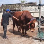 Presiden Prabowo Kurban Dua Sapi Jumbo dari Peternak Lokal Tuban, Salah Satunya Dibeli Rp120 Juta