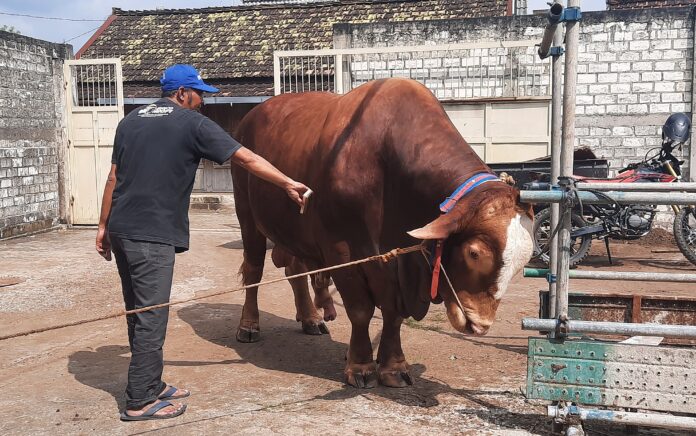 Presiden Prabowo Kurban Dua Sapi Jumbo dari Peternak Lokal Tuban, Salah Satunya Dibeli Rp120 Juta