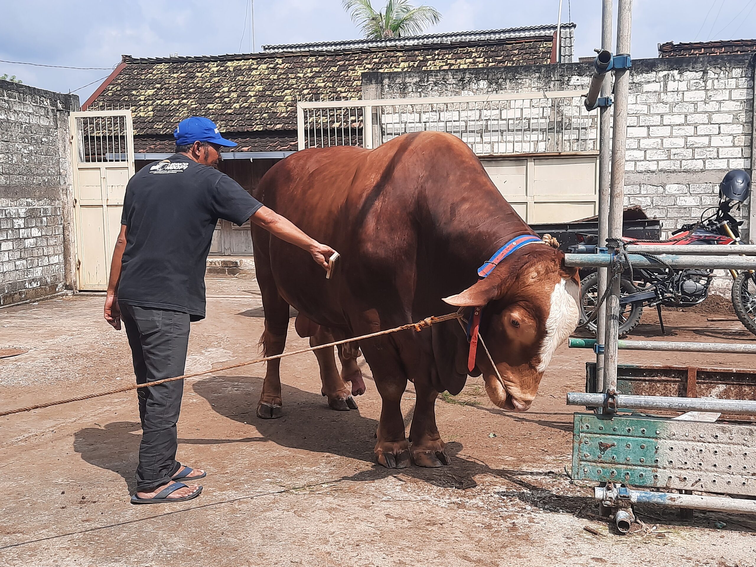 Presiden Prabowo Kurban Dua Sapi Jumbo dari Peternak Lokal Tuban, Salah Satunya Dibeli Rp120 Juta