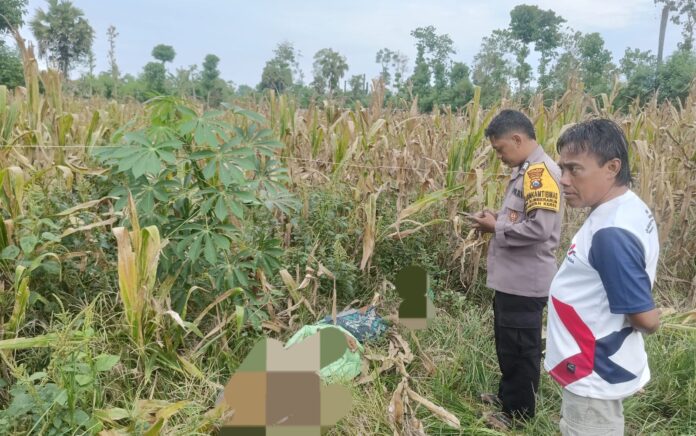 Kesetrum Kabel Menjuntai, Petani Tuban Tewas di Ladang