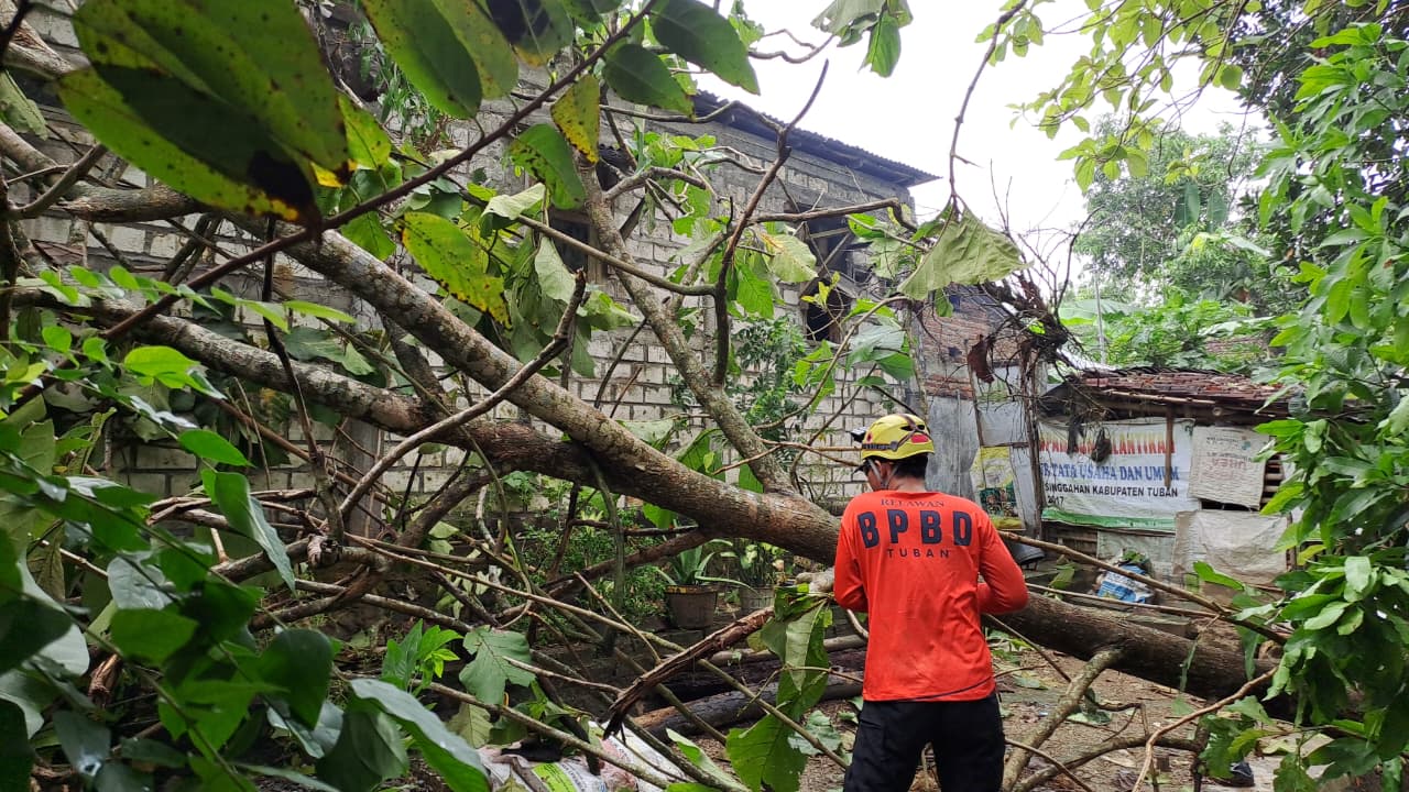 Puting Beliung Terjang Singgahan, Warga dan Aparat Gotong Royong Lakukan Pemulihan Puting Beliung Terjang Singgahan, Warga dan Aparat Gotong Royong Lakukan Pemulihan