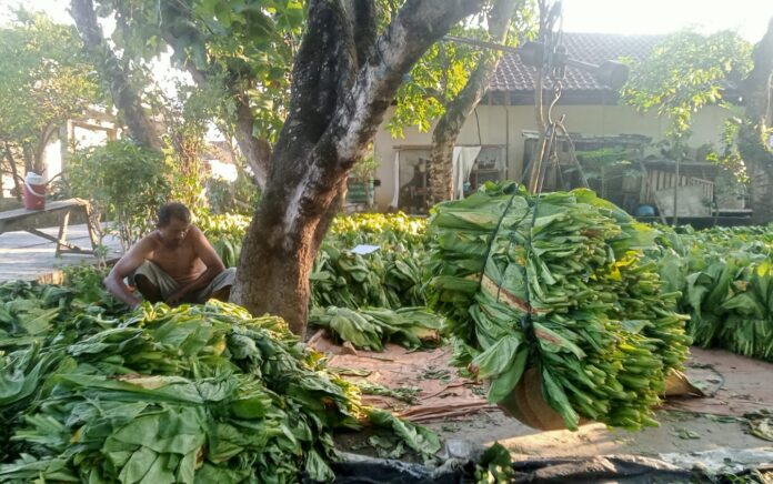 Hasil Panen Merosot, Petani Tembakau di Senori Hanya Bisa Pasrah