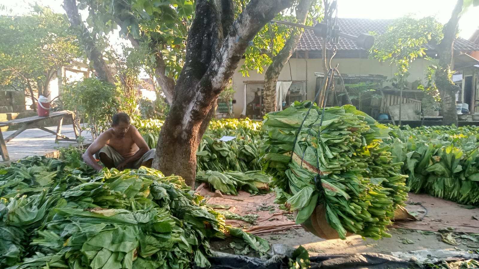 Hasil Panen Merosot, Petani Tembakau di Senori Hanya Bisa Pasrah